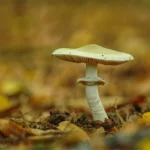 Photo d’une amanite phalloïde, champignon toxique en pleine croissance dans une forêt.