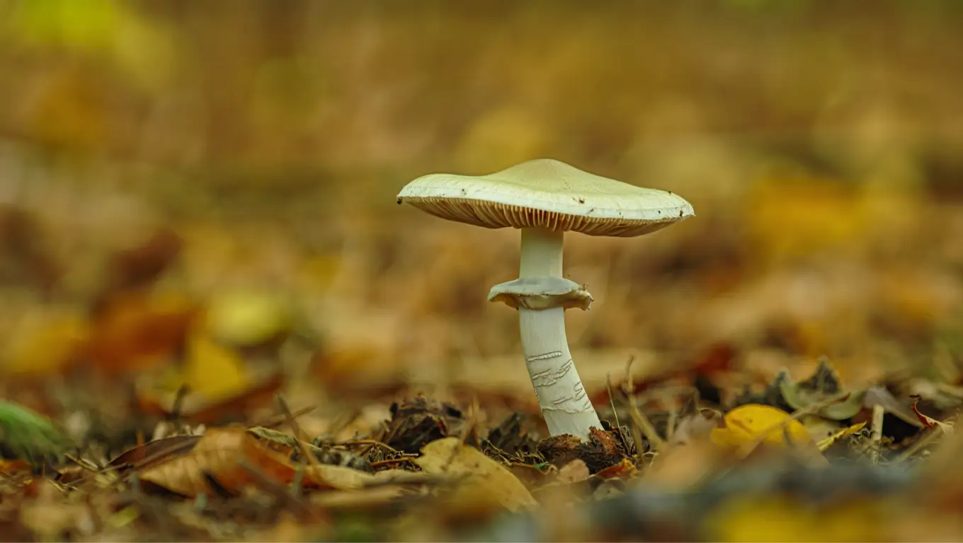 Photo d’une amanite phalloïde, champignon toxique en pleine croissance dans une forêt.