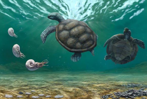 Reconstitution artistique de la tortue fossile Craspedochelys renzi dans un écosystème marin peu profond du Crétacé.