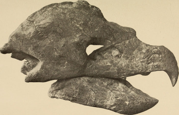 Fossile d'Archelon