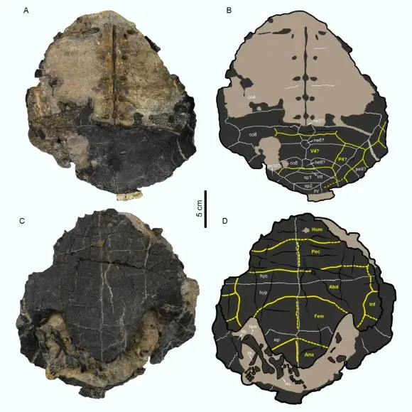 Carapace articulée fossilisée de la tortue marine Craspedochelys renzi avec certains os post-crâniens, vue avec schéma explicatif.