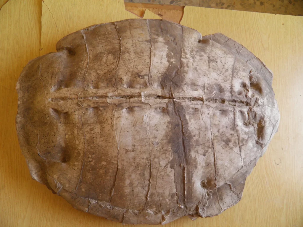 Carapace fossilisée de la tortue Syriemys lelunensis découverte en Syrie et étudiée par les paléontologues.