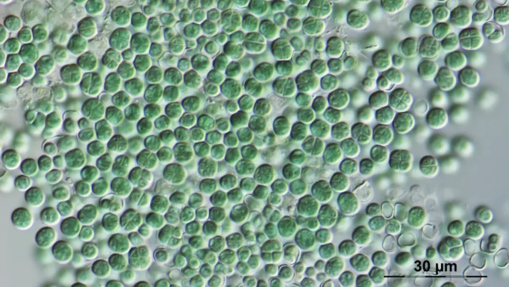 Vue microscopique de la cyanobactérie Chroococcidiopsis, candidate à la survie sur Mars grâce à sa résistance extrême.