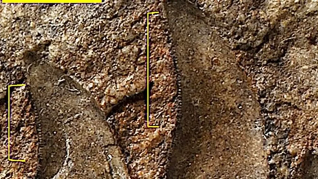 Dents fossilisées de Newtonsaurus découvertes par des archéologues, preuve de l’existence d’un dinosaure carnivore du Trias tardif