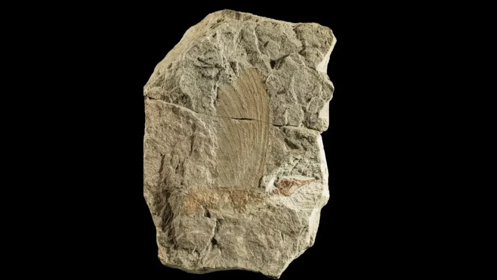 Fossile d’un reptile vieux de 247 millions d’années retrouvé en Alsace.