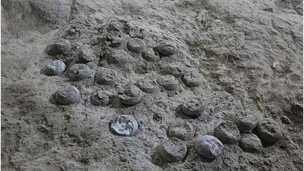 Nid d’œufs de dinosaures fossilisés découverts en Chine, enfouis dans la roche depuis des millions d’années.