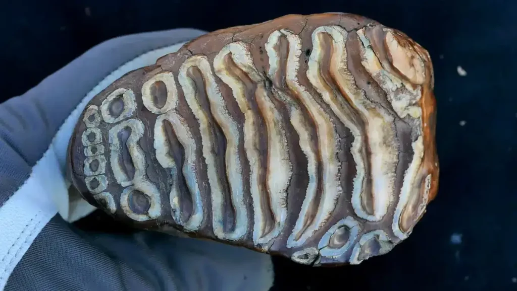 Gros plan sur une dent fossilisée de mammouth montrant ses reliefs caractéristiques.