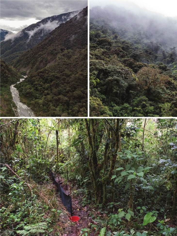 Habitat type de M. chachapoya