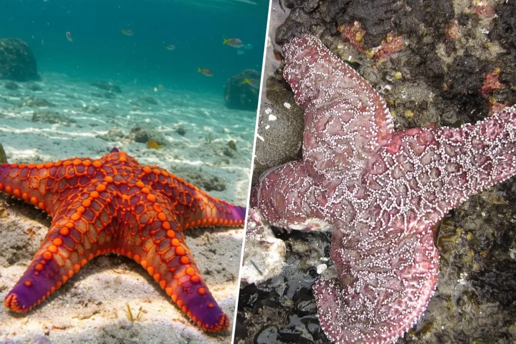 Comparaison entre une étoile de mer vivante aux couleurs éclatantes et une étoile de mer morte décolorée.