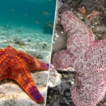 Comparaison entre une étoile de mer vivante aux couleurs éclatantes et une étoile de mer morte décolorée.