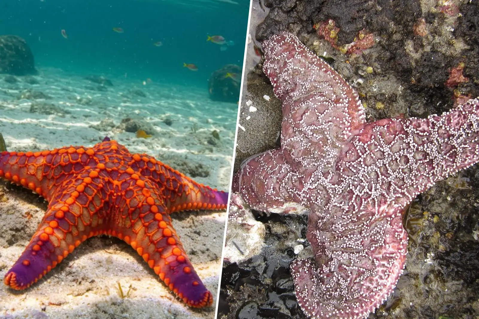 Comparaison entre une étoile de mer vivante aux couleurs éclatantes et une étoile de mer morte décolorée.