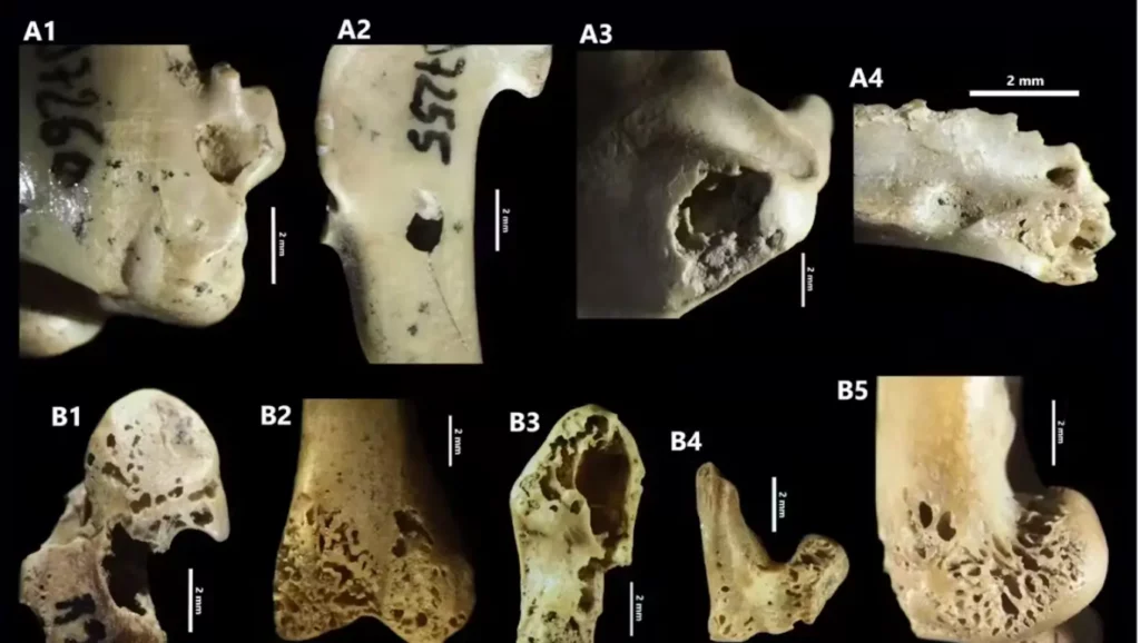 Fragments d’os d’oiseaux de la grotte de la Crouzade avec perforations et traces de digestion, témoignant de prédation non humaine.
