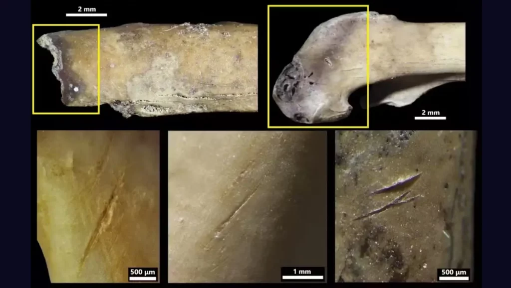 Fragments d’os d’oiseaux (pigeon biset et chocard) de la grotte de la Crouzade présentant des traces de chauffe et de découpe par Néandertal.