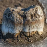 Gros plan sur une dent fossilisée de mammouth partiellement enfouie dans le sol gelé.