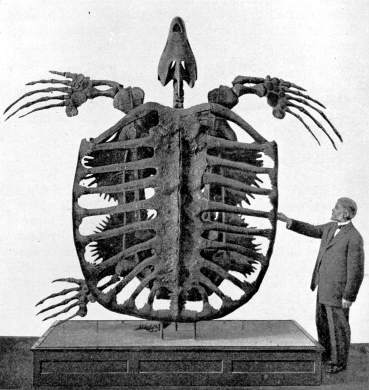 Fossile d'Archelon
