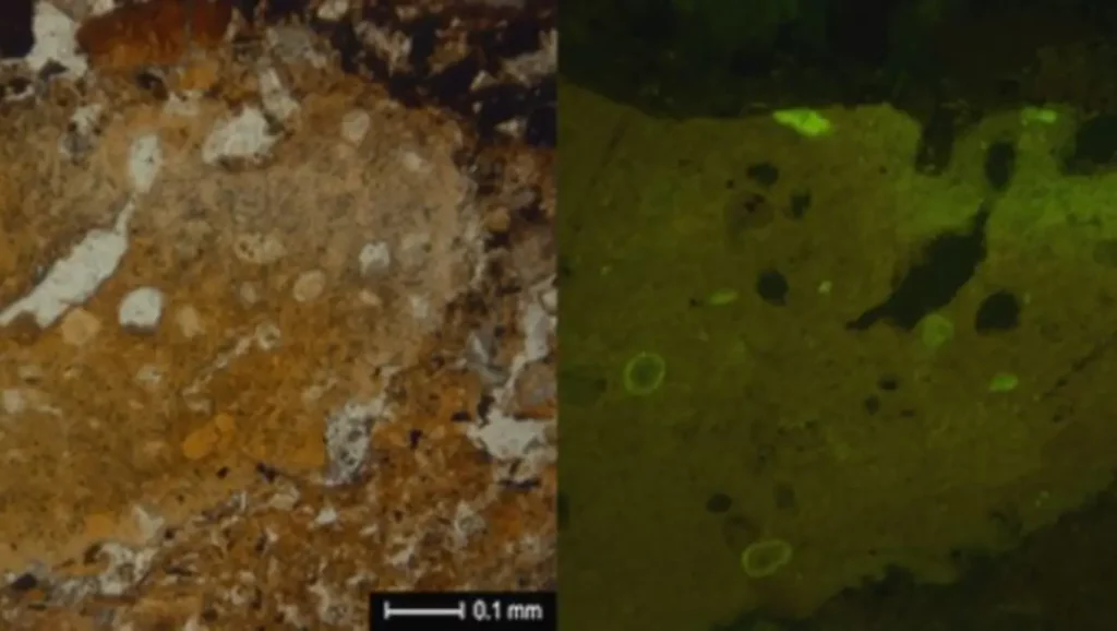 Vue microscopique d’un fossile néandertalien de 50 000 ans montrant des résidus alimentaires préservés.