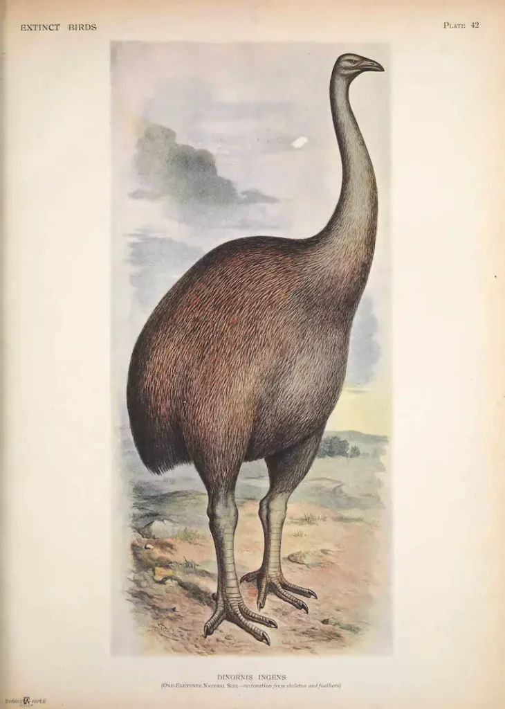 Illustration historique du moa géant Dinornis ingens réalisée par Lionel Walter Rothschild en 1907