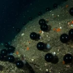 Des sphères noires ressemblant à des œufs, découvertes au fond de l’océan dans un environnement extrême.