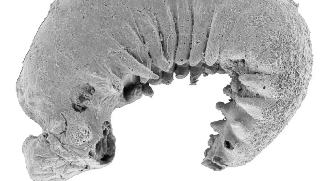 Image en gros plan d’une larve fossilisée de 520 millions d’années observée par les paléontologues.