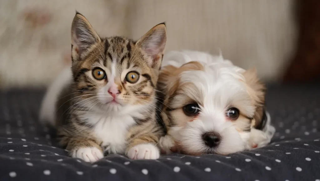 Un chaton et un chiot allongés côte à côte sur un lit, illustrant la proximité entre animaux de compagnie et humains.