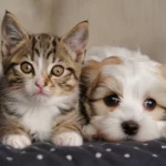 Un chaton et un chiot allongés côte à côte sur un lit, illustrant la proximité entre animaux de compagnie et humains.