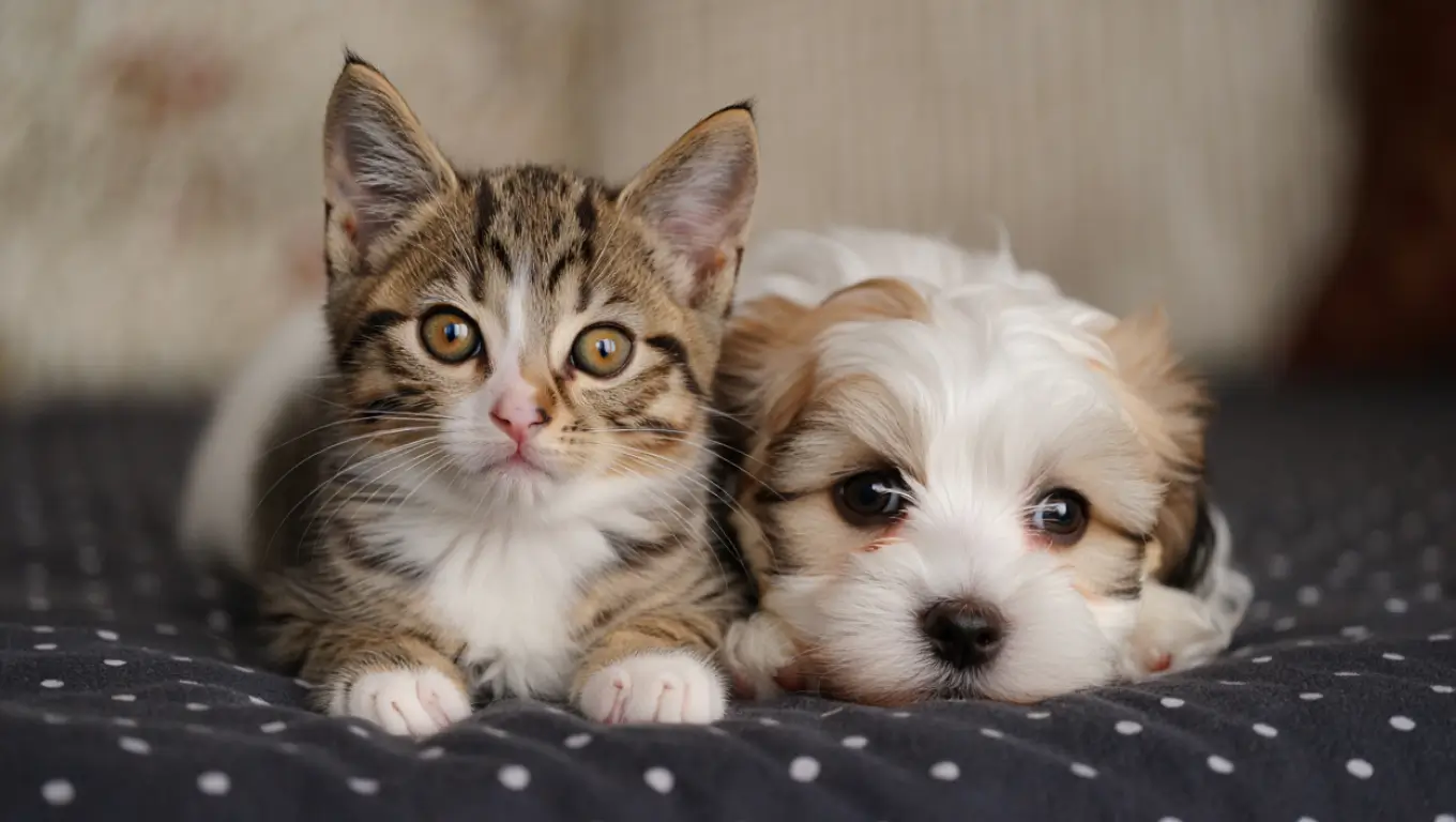 Un chaton et un chiot allongés côte à côte sur un lit, illustrant la proximité entre animaux de compagnie et humains.