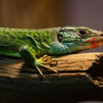 Gros plan sur un lézard vert aux écailles colorées reposant sur une branche.