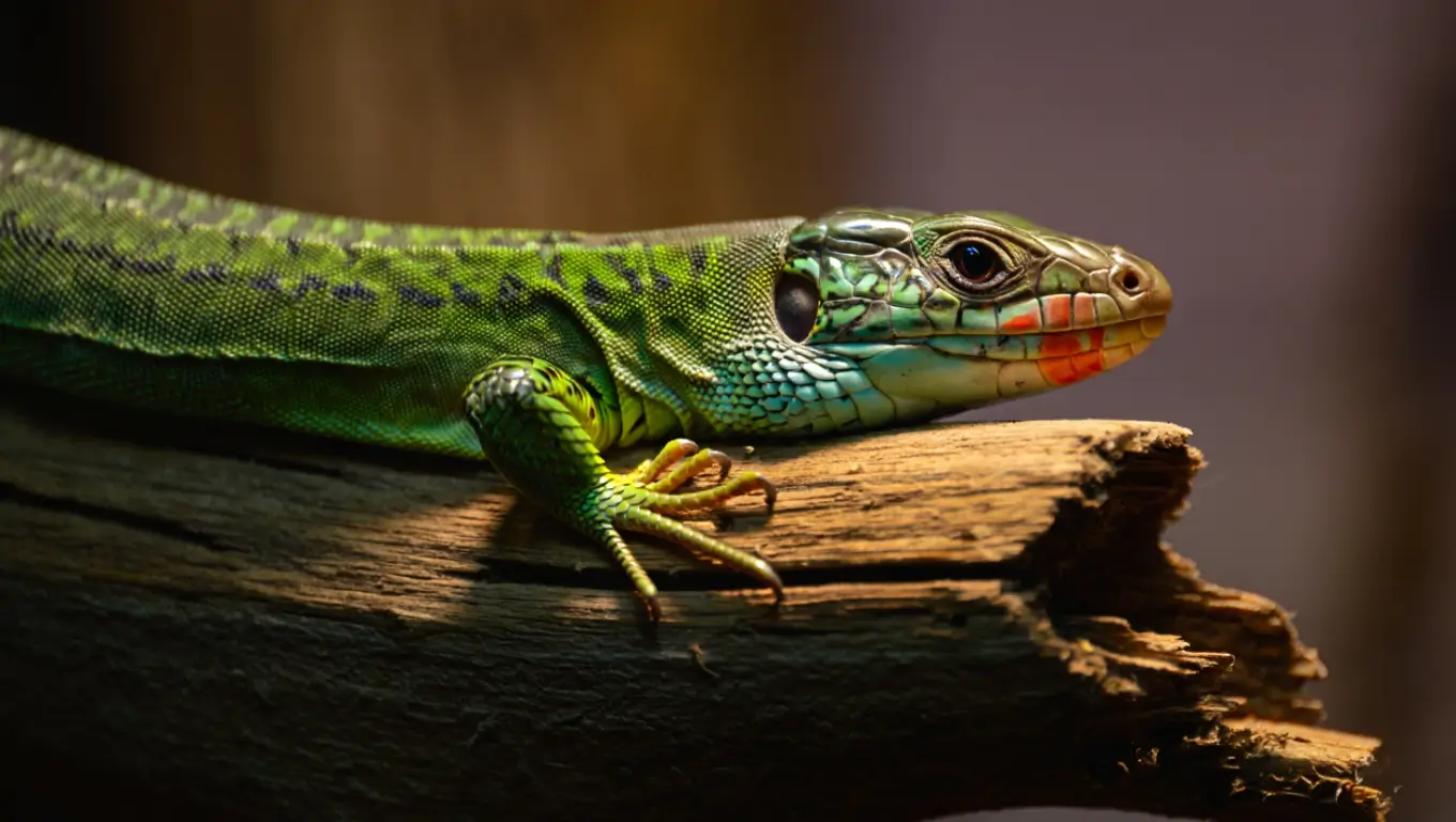 Gros plan sur un lézard vert aux écailles colorées reposant sur une branche.