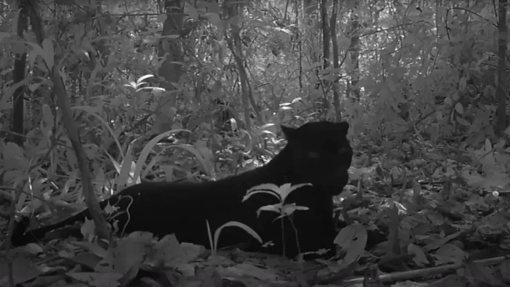 Un jaguar noir filmé de nuit par une caméra dans la jungle, allongé au sol.