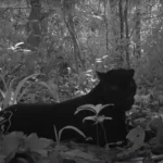 Un jaguar noir filmé de nuit par une caméra dans la jungle, allongé au sol.
