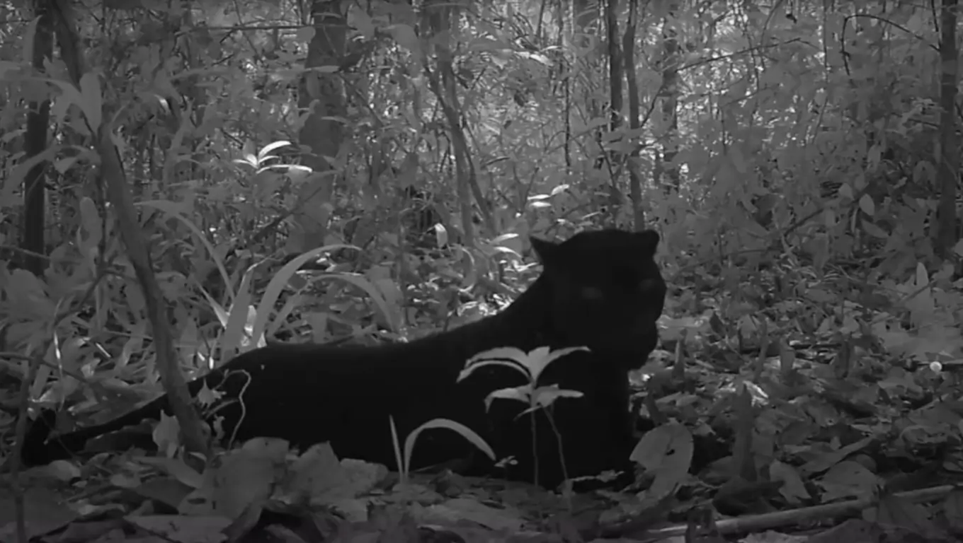 Un jaguar noir filmé de nuit par une caméra dans la jungle, allongé au sol.