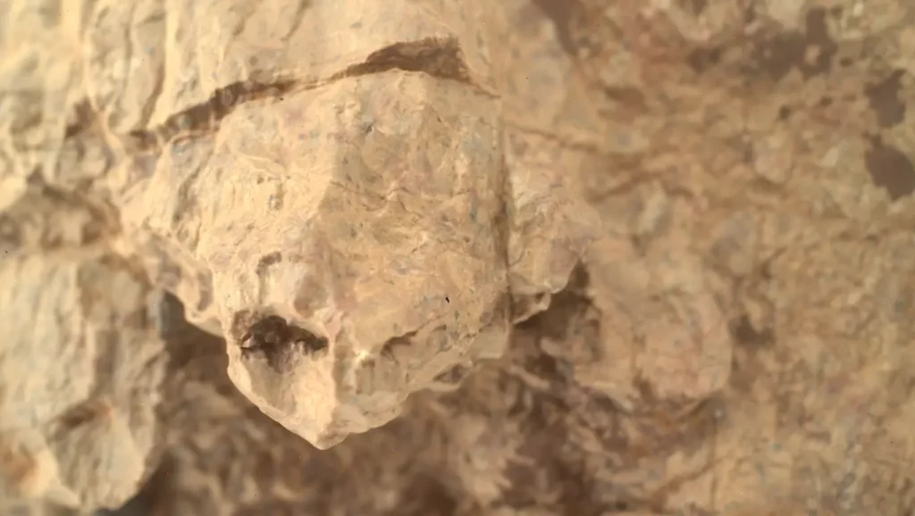 Image prise par le rover Perseverance sur Mars montrant une roche en forme de tête de tortue.