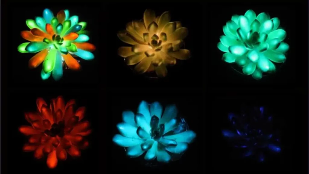 Succulentes modifiées en laboratoire qui brillent dans l’obscurité grâce au phosphore rémanent.