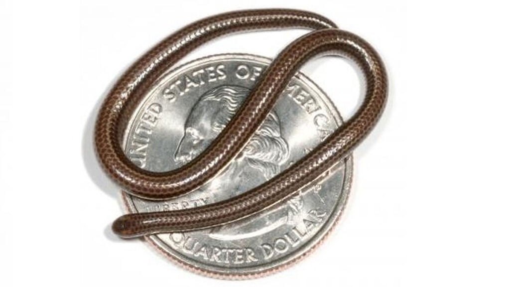 le serpent fil de la Barbade