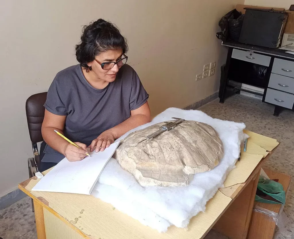 La scientifique Wafa Adel Alhalabi examine et dessine la carapace fossilisée d’une tortue de 50 millions d’années.