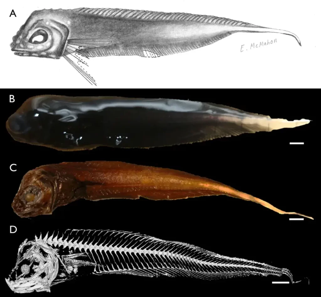 Illustration scientifique du sleek snailfish montrant un dessin, un spécimen conservé et une radiographie de son squelette.