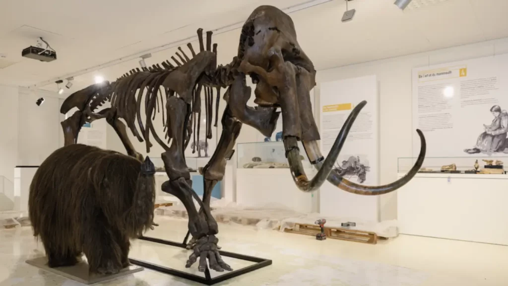 Squelette de mammouth laineux reconstitué dans une salle de musée avec panneaux explicatifs.