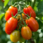 Grappe de tomates rouges et jaunes Scarlet Sunrise mûrissant au soleil dans un potager.