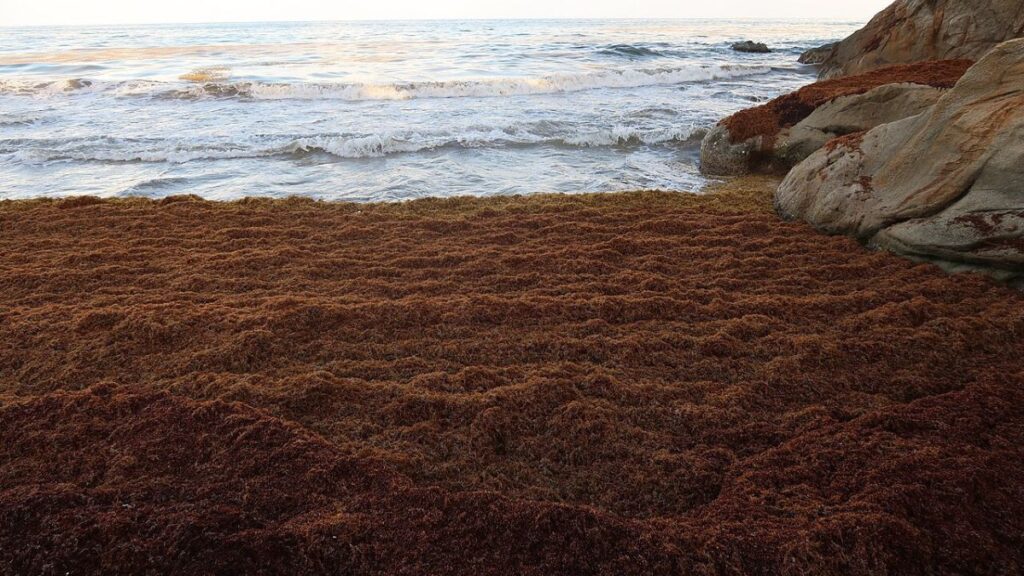 Plage remplie de sargasses