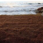 Plage remplie de sargasses