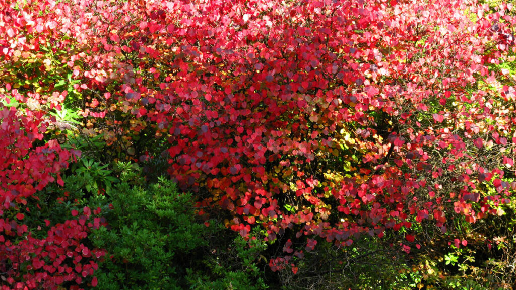 Cercidiphyllum japonicum