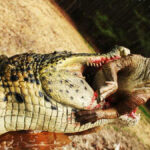 Un crocodilien préhistorique qui dévore un dinosaure