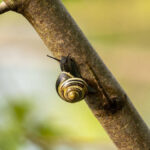 Escargot sur une branche d'arbre