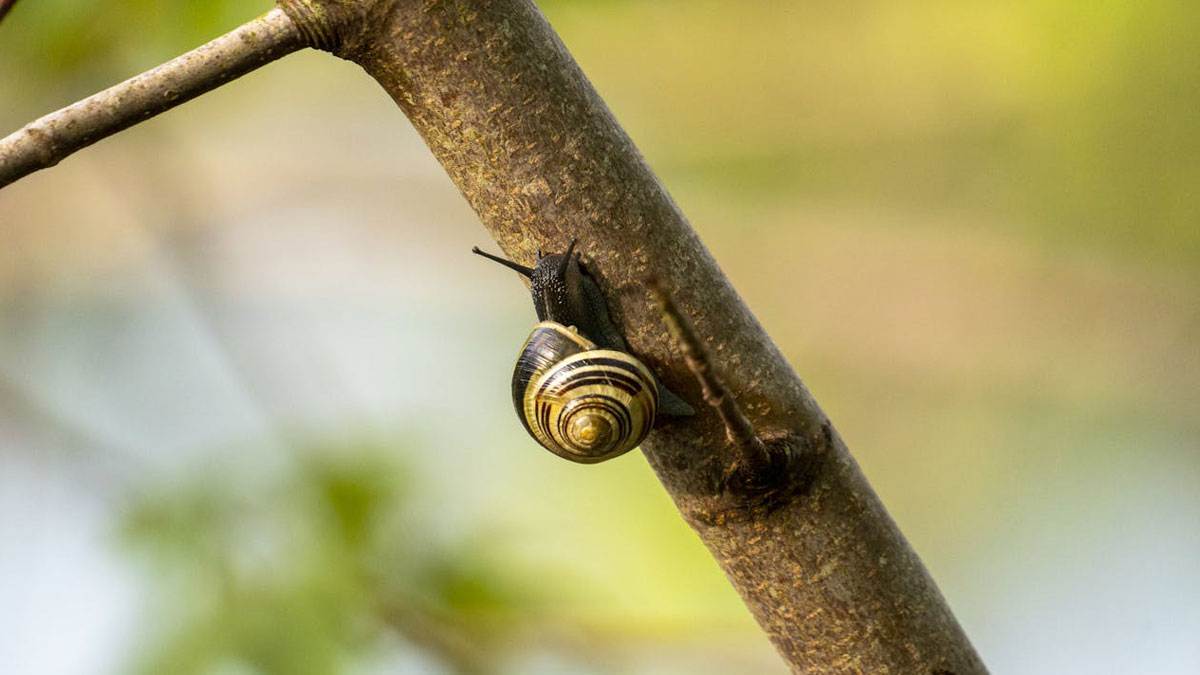Escargot sur une branche d'arbre