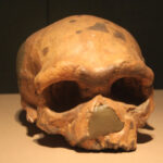 Crâne de « l'Homme de Dali »