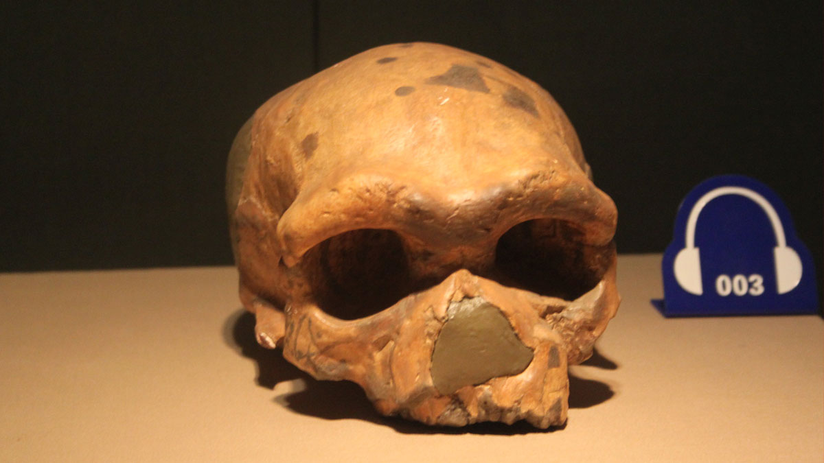 Crâne de « l'Homme de Dali »