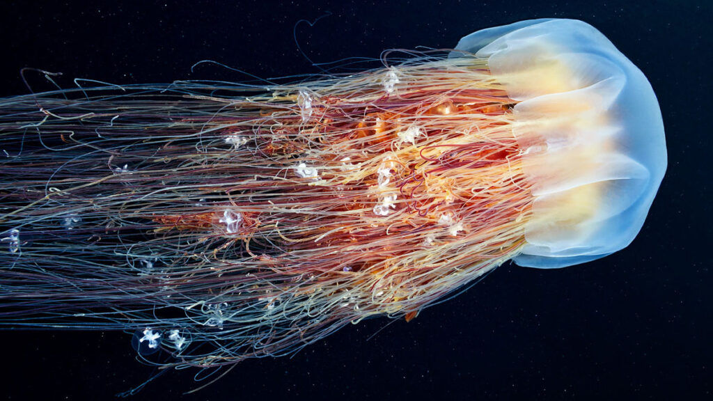 Méduse à crinière de lion