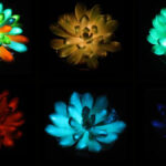 Plantes Lumineuses