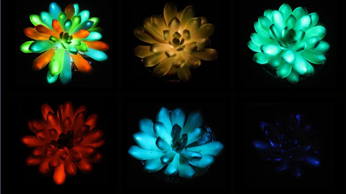 Plantes Lumineuses