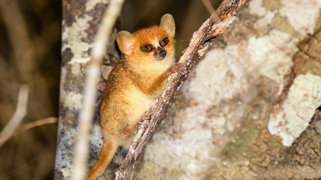 Microcèbe de Mme Berthe